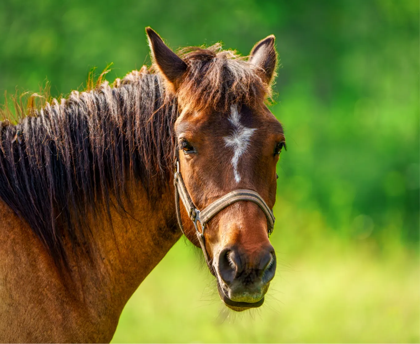 Equine Dentistry